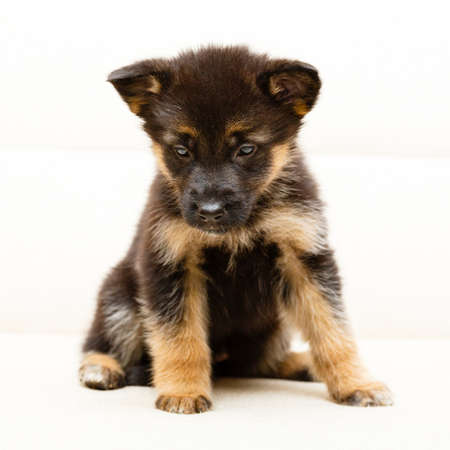 Little puppy of Shepherdの写真素材
