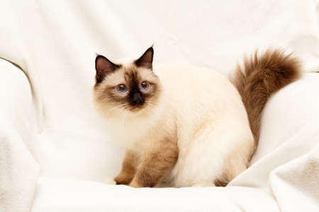Sacred Cat of Burmaの写真素材