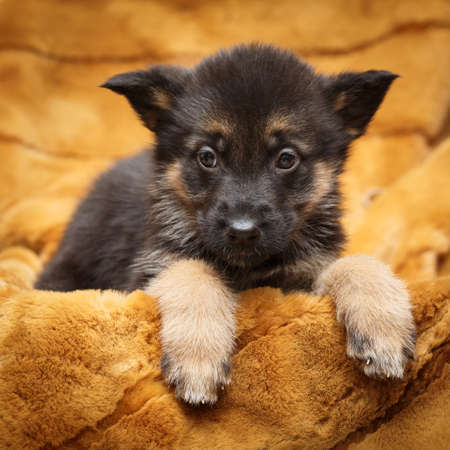 Little puppy of Shepherdの写真素材