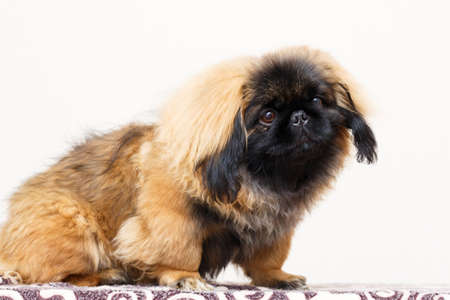Peking Lion Dog portraitの写真素材