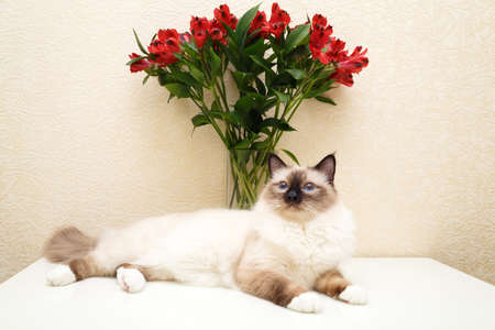 Sacred Cat of Burmaの写真素材