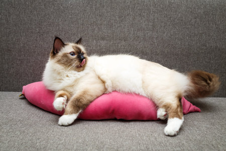 Sacred Cat of Burmaの写真素材