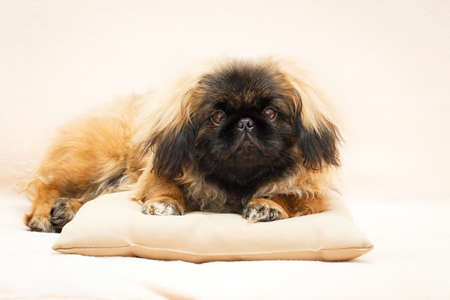 Peking Lion Dog portraitの写真素材