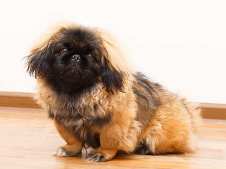 Peking Lion Dog portraitの写真素材