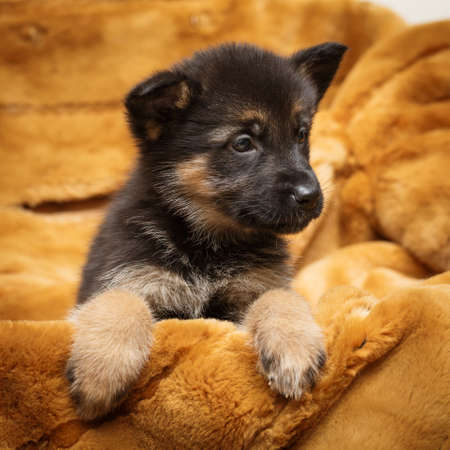 Little puppy of Shepherdの写真素材