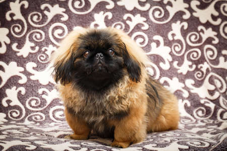 Peking Lion Dog portraitの写真素材