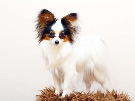 Continental Toy Spaniel dogの写真素材
