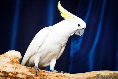 white parrot Cockatoo birdの写真素材