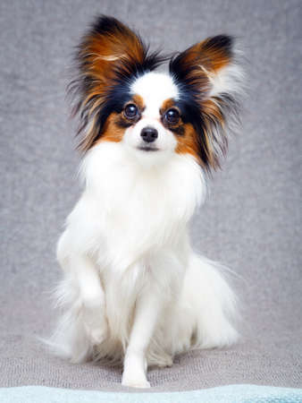 Continental Toy Spaniel dogの写真素材