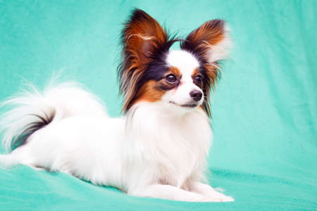 Continental Toy Spaniel dogの写真素材