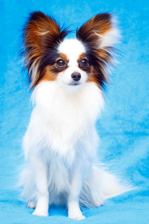 Continental Toy Spaniel dogの写真素材
