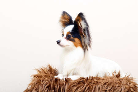 Continental Toy Spaniel dogの写真素材