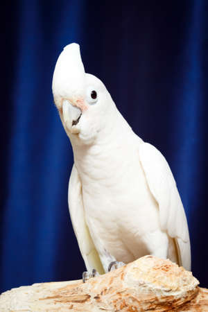 white parrot Cockatoo birdの写真素材