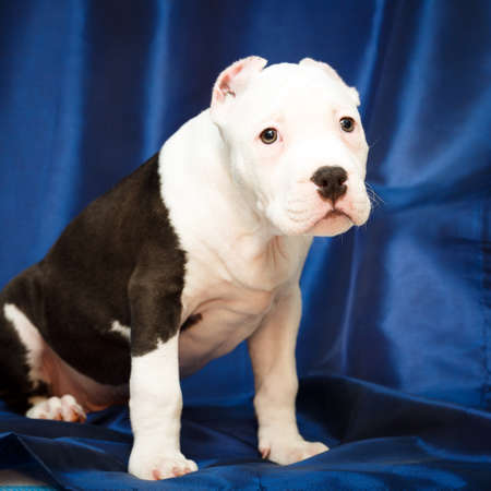 puppy of American Bullyの写真素材