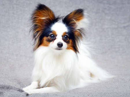 Continental Toy Spaniel dogの写真素材