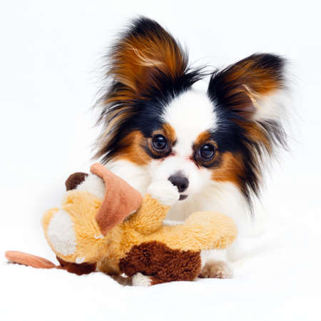 Continental Toy Spaniel dogの写真素材