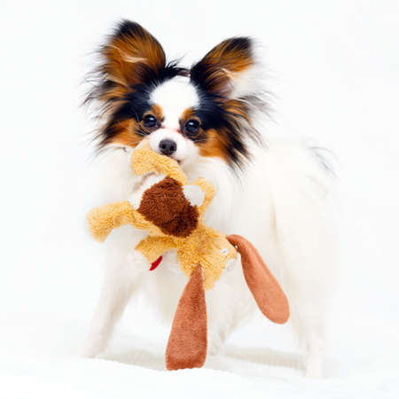 Continental Toy Spaniel dogの写真素材