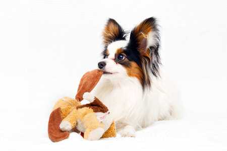 Continental Toy Spaniel dogの写真素材