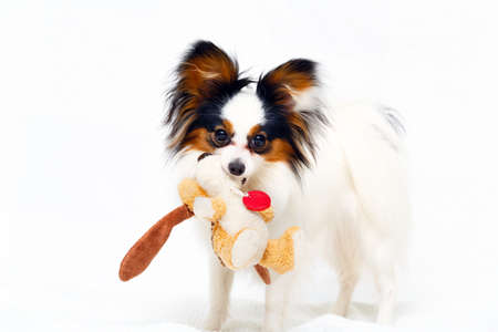 Continental Toy Spaniel dogの写真素材
