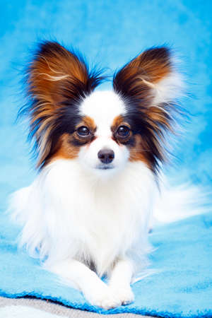 Continental Toy Spaniel dogの写真素材
