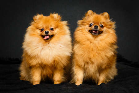Red Pomeranian Spitz dogの写真素材