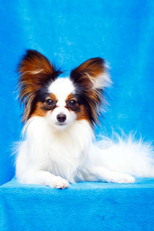 Continental Toy Spaniel dogの写真素材