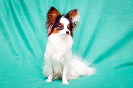 Continental Toy Spaniel dogの写真素材