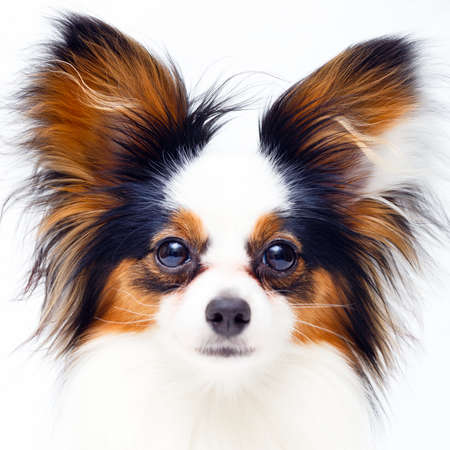 Continental Toy Spaniel dogの写真素材