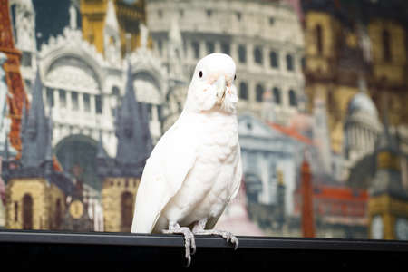 white parrot Cockatoo birdの写真素材