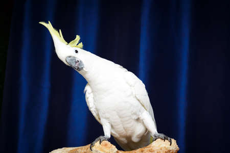 white parrot Cockatoo birdの写真素材
