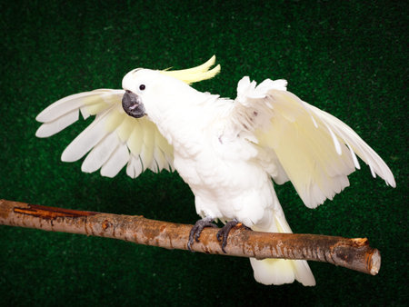 white parrot Cockatoo bird