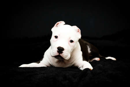 puppy of American Bullyの写真素材