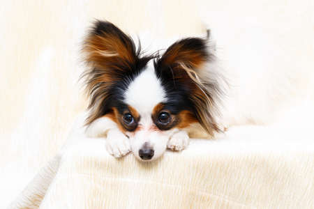 Continental Toy Spaniel dogの写真素材
