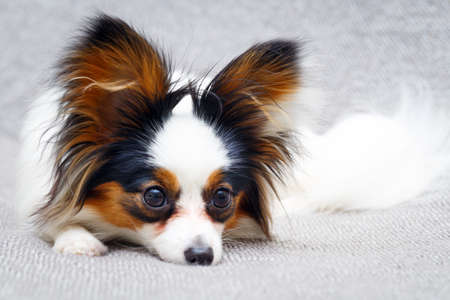 Continental Toy Spaniel dogの写真素材