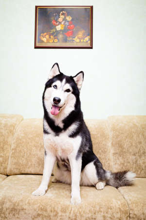 Siberian Husky at homeの写真素材
