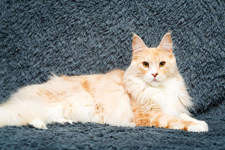 Red Maine Coon catの写真素材