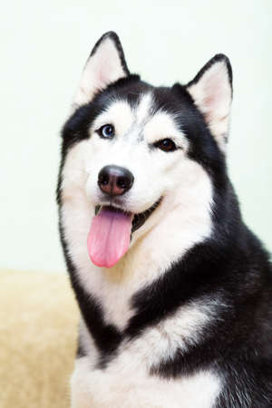 Siberian Husky at homeの写真素材