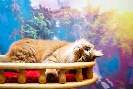 Portrait of a catの写真素材