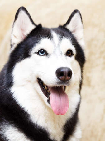 Siberian Husky at homeの写真素材