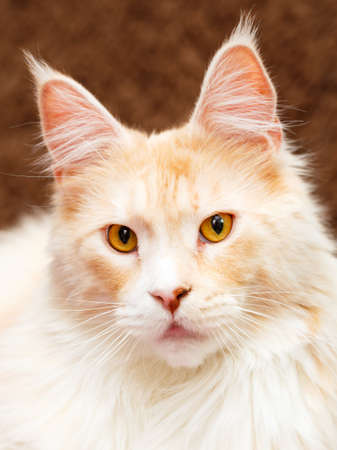 Red Maine Coon catの写真素材