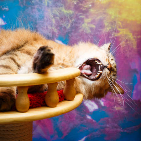portrait of a catの写真素材