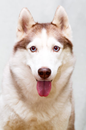 Siberian Husky at homeの写真素材