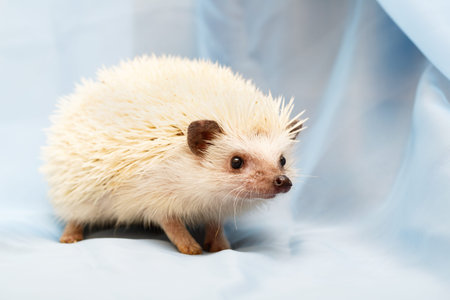 African hedgehog at homeの写真素材