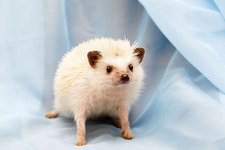 African hedgehog at homeの写真素材
