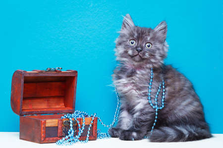 Siberian kitten at homeの写真素材