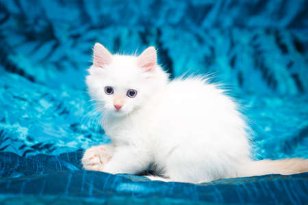 Siberian kitten at homeの写真素材