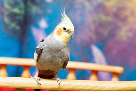 common parakeet at homeの写真素材