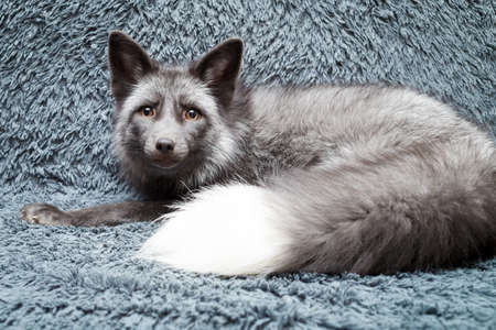 Russian domesticated red foxの写真素材