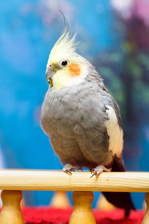 common parakeet at homeの写真素材