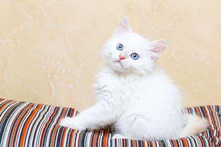 Siberian kitten at homeの写真素材